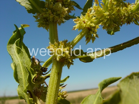 dock, willow leaved